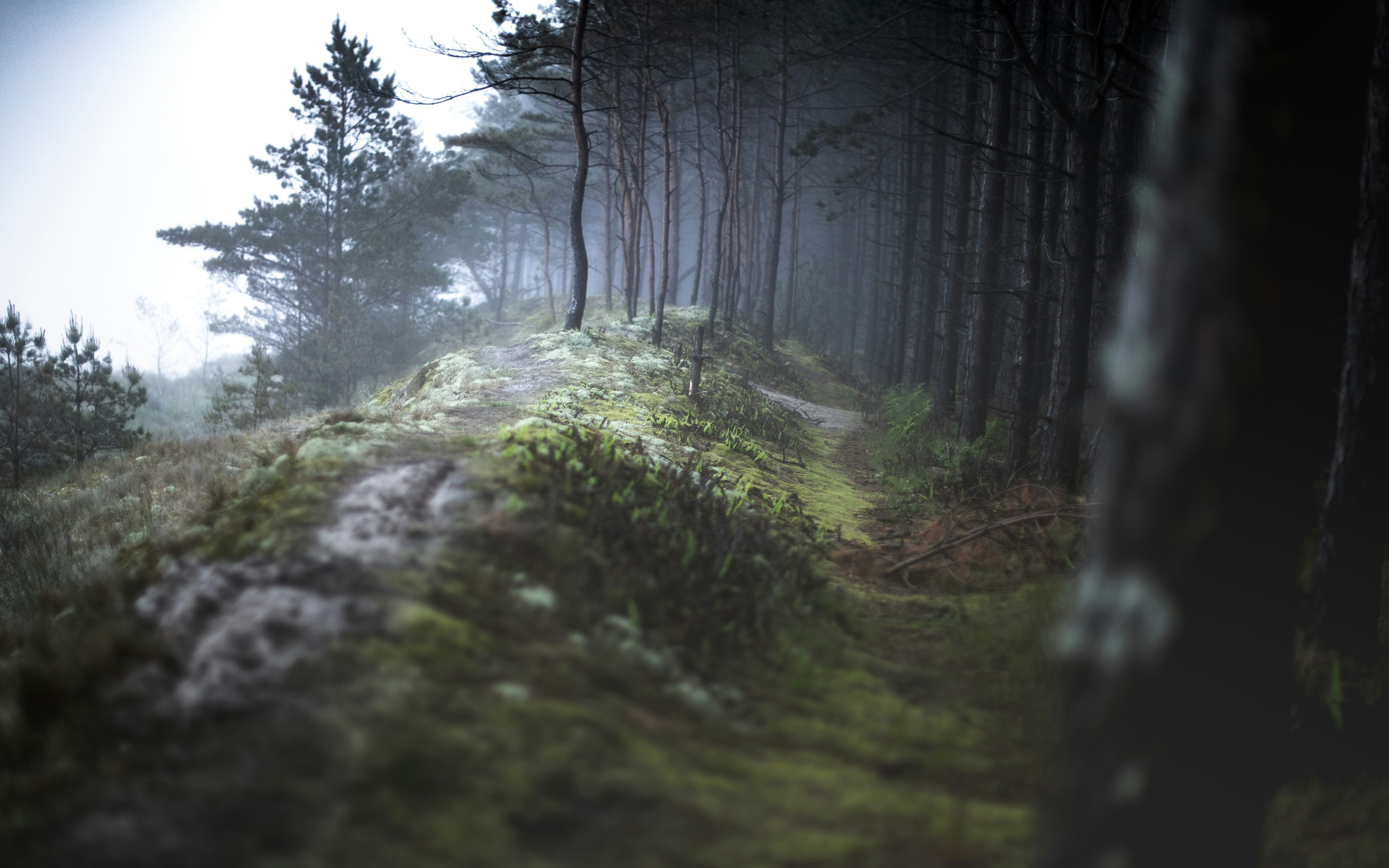 green grass and trees in forest during daytime